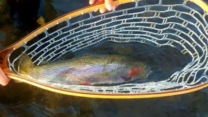 13920813_10210585314771825_6159332629979331542_n