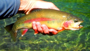 Twisp Highlands Golden Trout