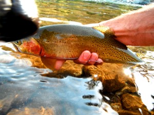 Blue Nosed Trout