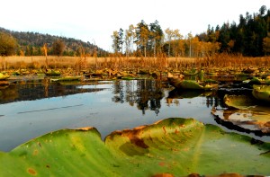 Buzzard Lake