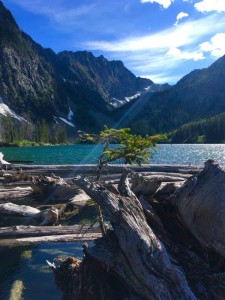 Louis Lake Tree