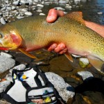 Hank the Tank 1st year