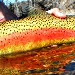 last fish of 2013/14 season and it was FUN!