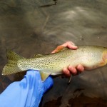 most likely Hank is close to 10 yrs old